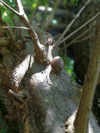 Close-up of lizard on tree