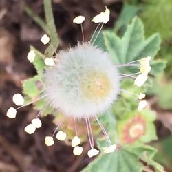 Close-up of dandelion flower