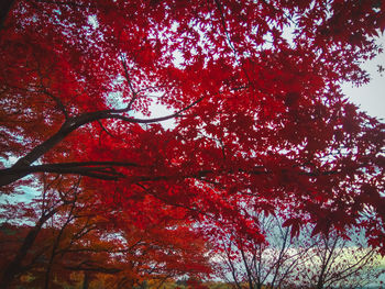 Low angle view of flowering tree against sky