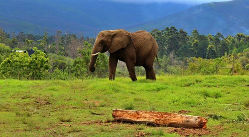 Elephant in a field