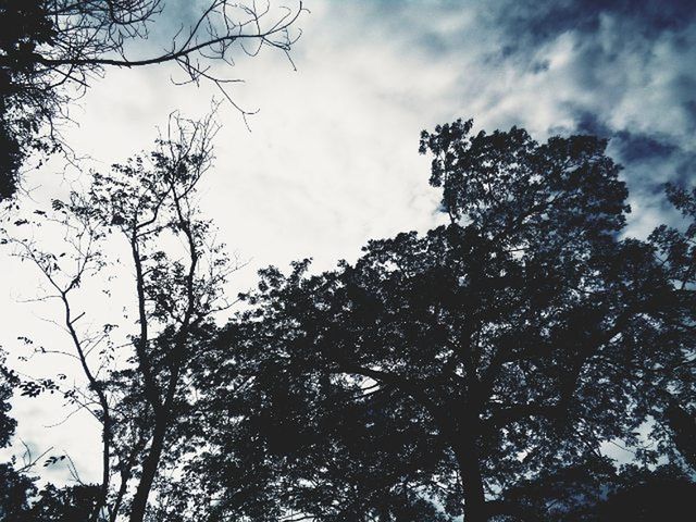 low angle view, tree, sky, growth, branch, cloud - sky, tranquility, nature, beauty in nature, cloudy, cloud, scenics, day, outdoors, tranquil scene, silhouette, no people, tree trunk, high section, leaf
