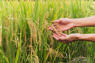 Cropped hand of man holding wheat