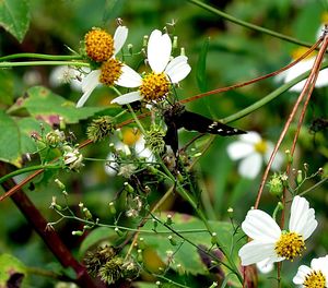 Close-up of insect on flowering plant