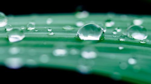 Close-up of water drops on leaf