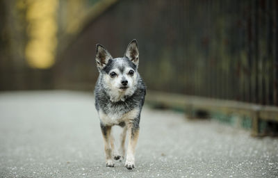 Portrait of chihuahua dog walking in park