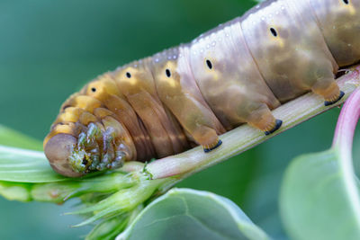 Close-up of insect