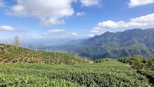 Scenic view of agricultural field against sky