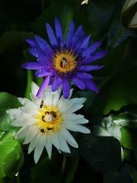 Close-up of honey bee pollinating on purple flower