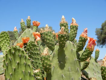 Low angle view of prickly pear plant against sky in southern spain 