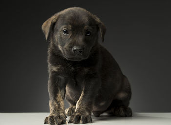 Close-up of puppy sitting against black background