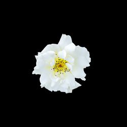 Close-up of white flower over black background