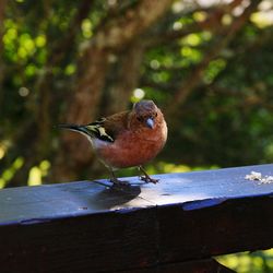 Close-up of bird perching on retaining wall