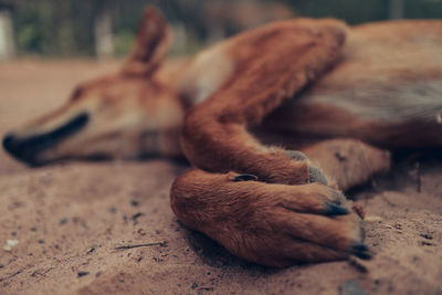 Close-up of a cat sleeping