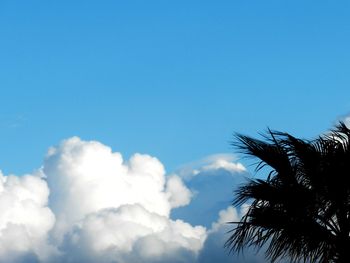 Low angle view of trees against blue sky