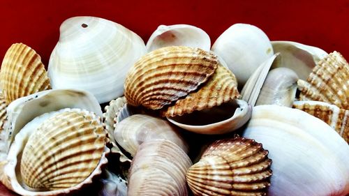 Close-up of seashells