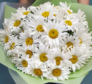 Close-up of white daisy flowers