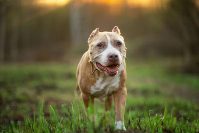 Portrait of dog running on field