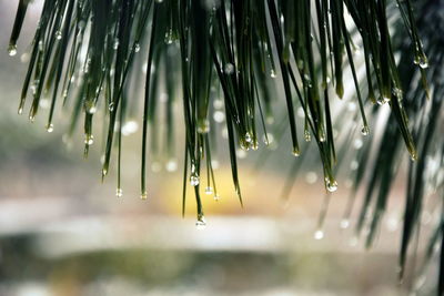 Close-up of raindrops on leaf