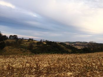 Scenic view of field against sky