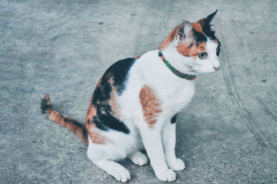 High angle view of cat looking away