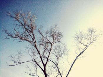 Low angle view of bare tree against clear sky