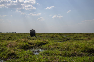 View of sheep grazing in field