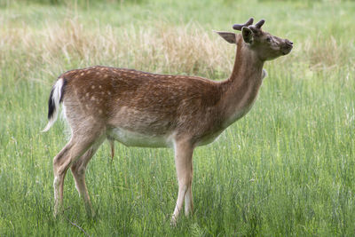 Side view of deer standing on grass