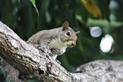 Close-up of squirrel on tree trunk