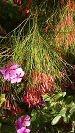 Close-up of pink flowers