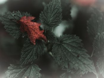 Close-up of red leaves