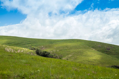 Scenic view of grassy field against sky