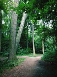 Trees in forest