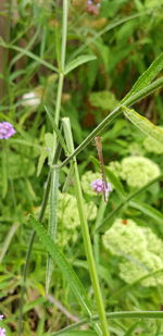 Close-up of insect on plant at field