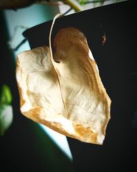 Close-up of dry flower