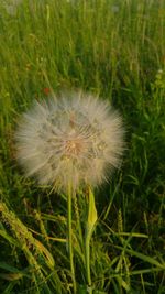 Close-up of dandelion