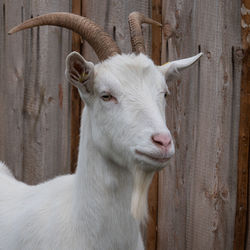 Portrait of white horse