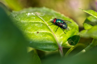Close-up of fly on leaf