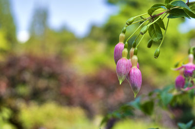 Close-up of purple flowering plant