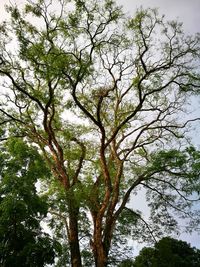 Low angle view of tree against sky