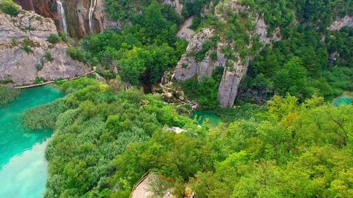 High angle view of trees growing in forest