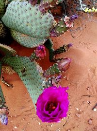 High angle view of succulent plant