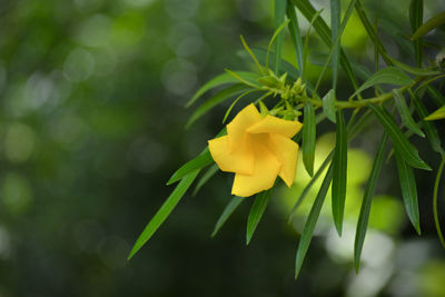 Close-up of yellow flowering plant