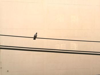 Low angle view of silhouette person walking on wall