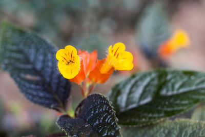 Close-up of yellow flowering plant