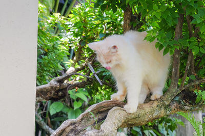 Cat looking away