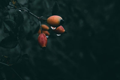 A close up of meadow rosehips with big rain drops