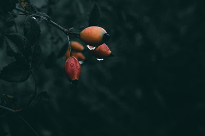 Close-up of cherries