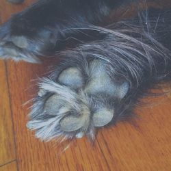 Close-up of dog on wooden floor