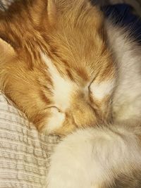 Close-up of cat sleeping on bed