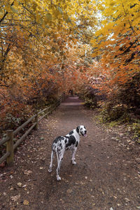 Dog in a forest